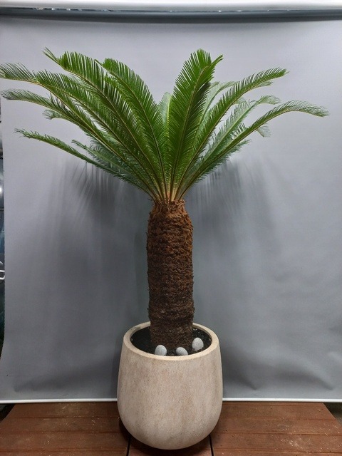 ��ö����