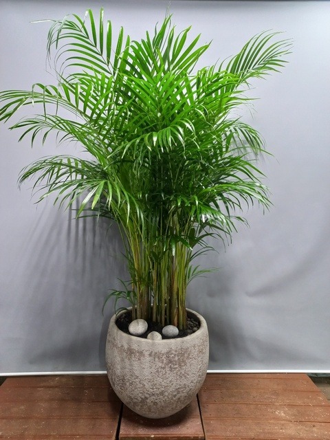 �Ʒ�ī����