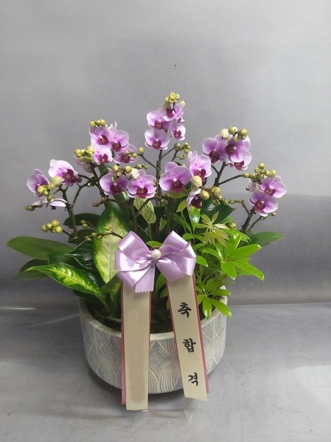 �̴�ȣ�� ��������