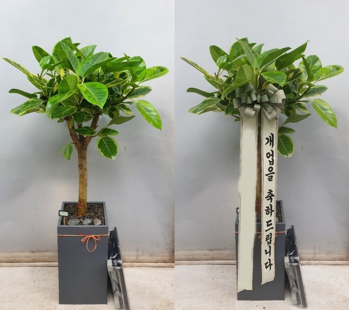 �𰥰�������