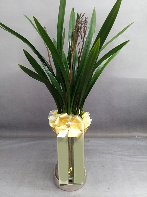 ��õ����