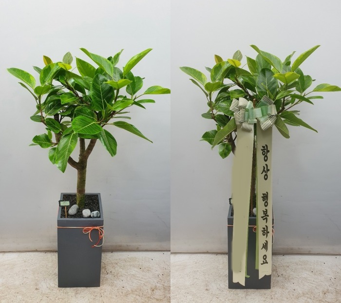 �𰥰�������