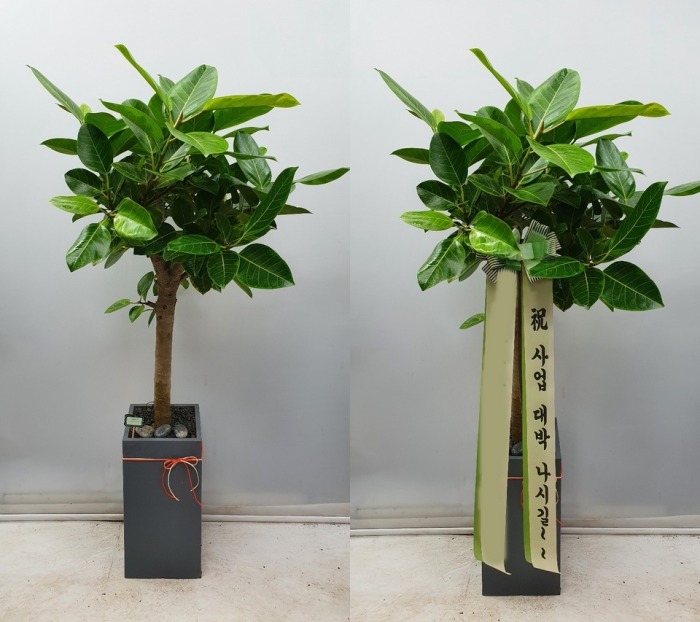 �𰥰�������