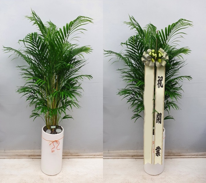 �Ʒ�ī����