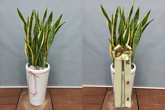 �꼼������