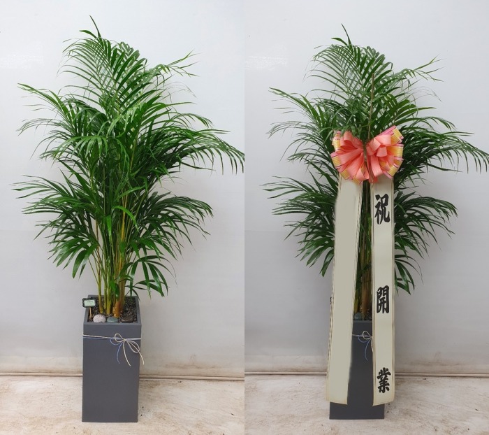 �Ʒ�ī����