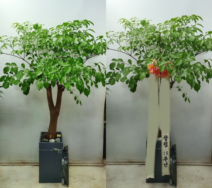 ����Ʈ��