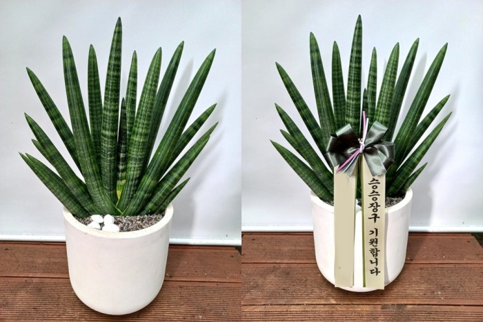 ����ȭ�� Ź��� ����Ű