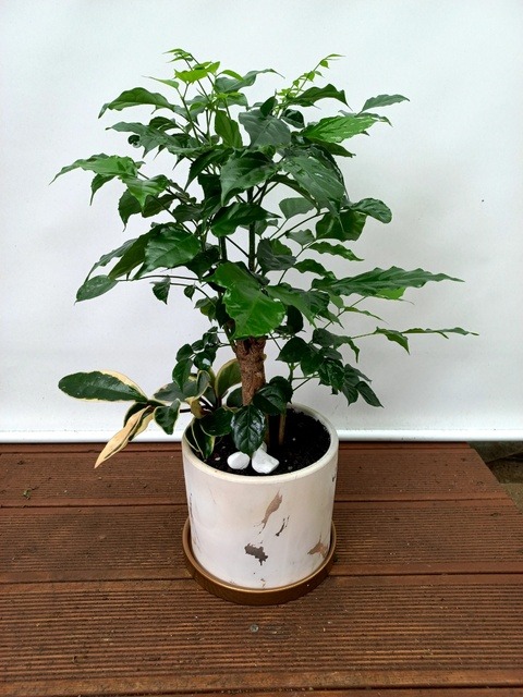 ����ȭ�� �캸�� Ź���