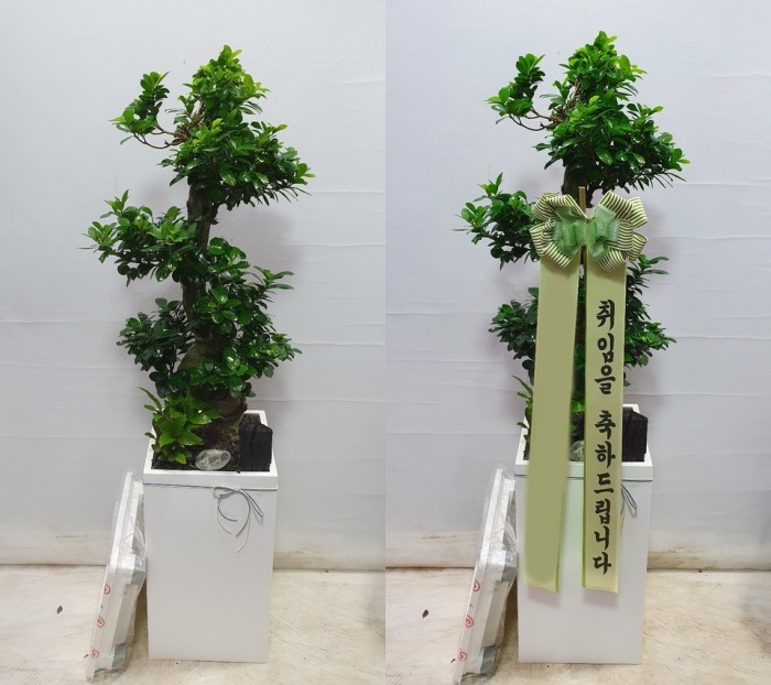 ����ȭ�� ����������� ����