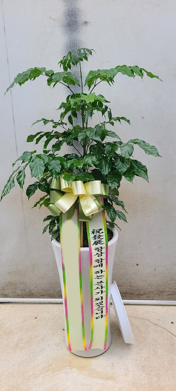 ����ȭ�� �캸�� 