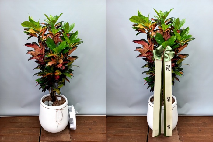 ����ȭ�� ���̽��� 