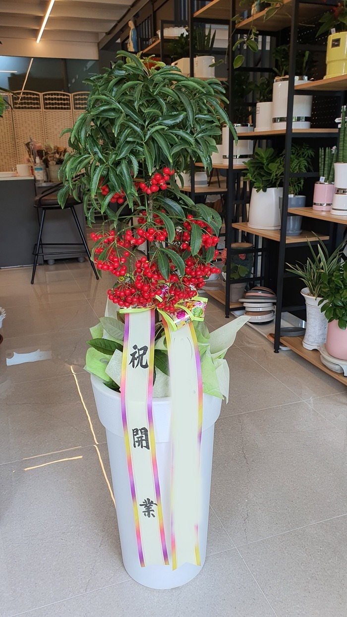 ����ȭ�� ���ɱ�