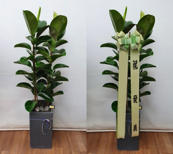 ����ȭ�� ��������