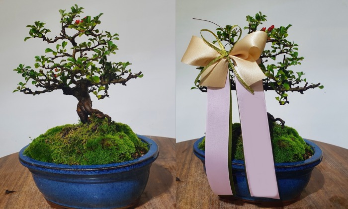 ���� �����