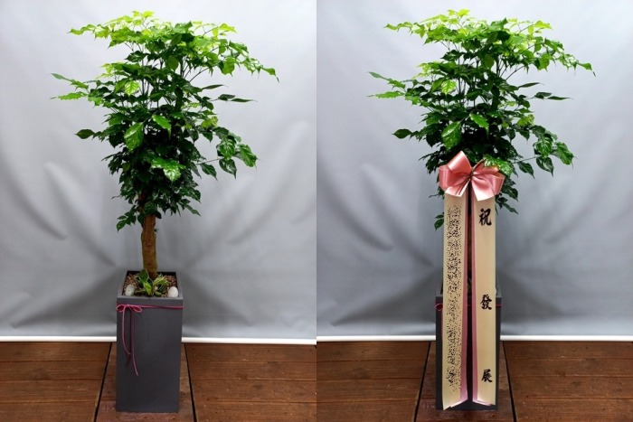 ����ȭ�� �캸��