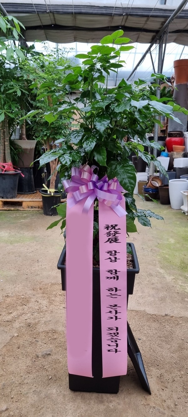 ����ȭ�� �캸��