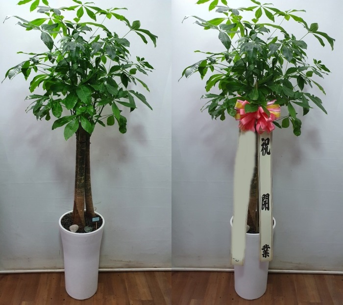 ����ȭ�� ��Ű��