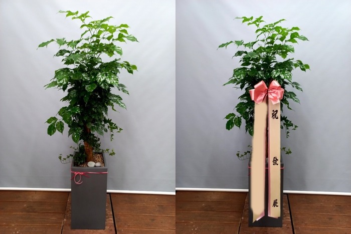 ����ȭ�� �캸��