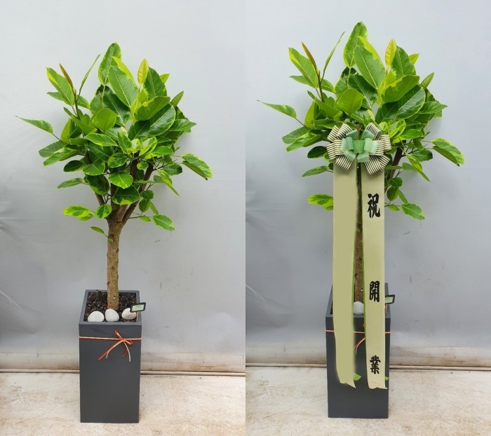 ����ȭ�� �𰥰�������