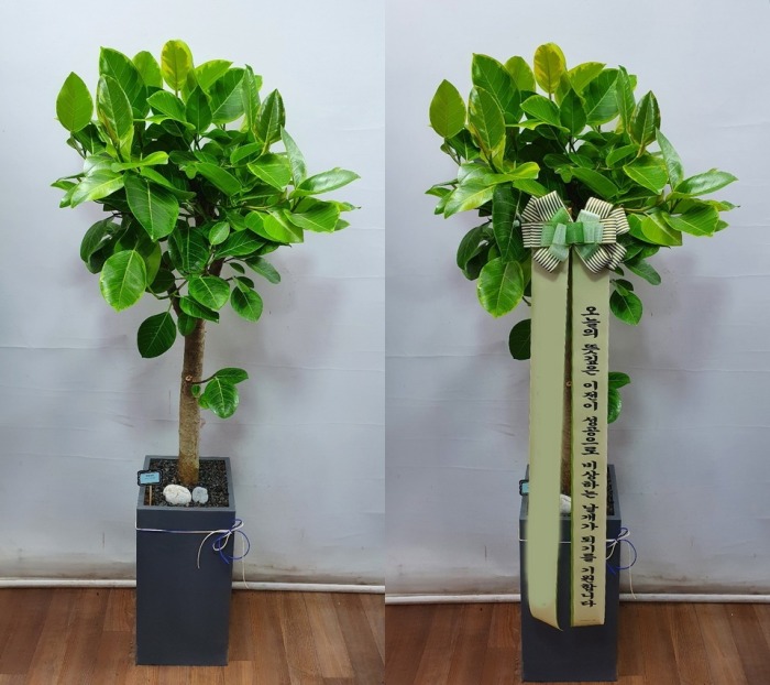 ����ȭ�� �𰥰�������