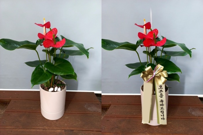 ����ȭ�� �Ƚø���