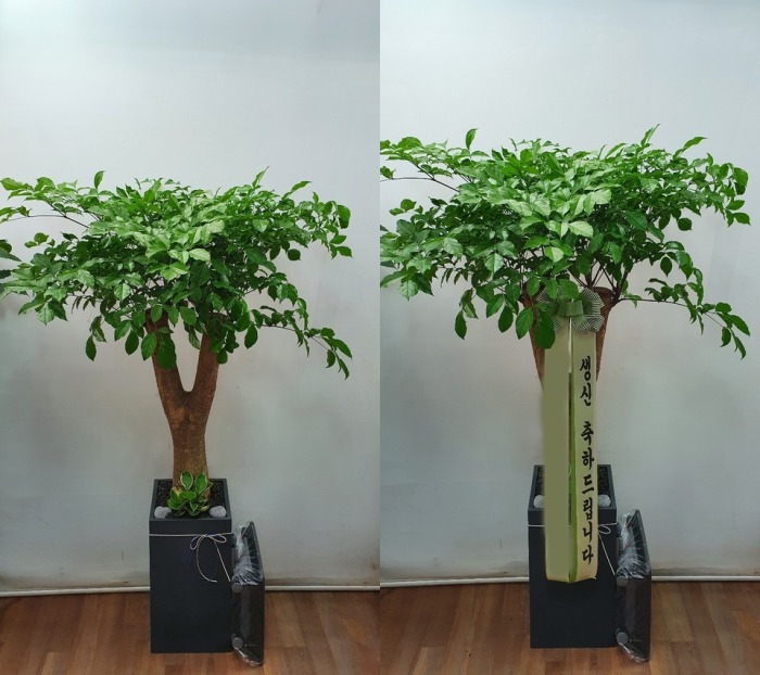 ����ȭ�� ����Ʈ��