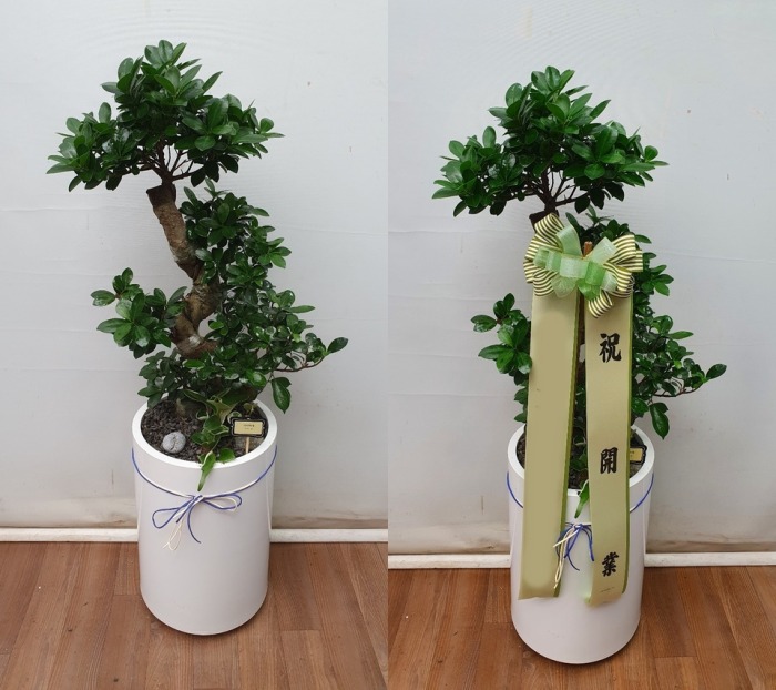 ����ȭ�� �����������