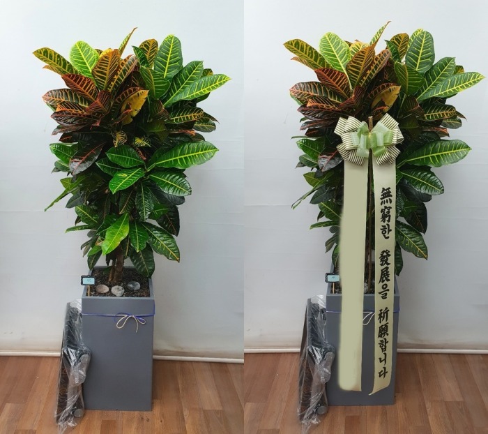 ����ȭ�� ũ����