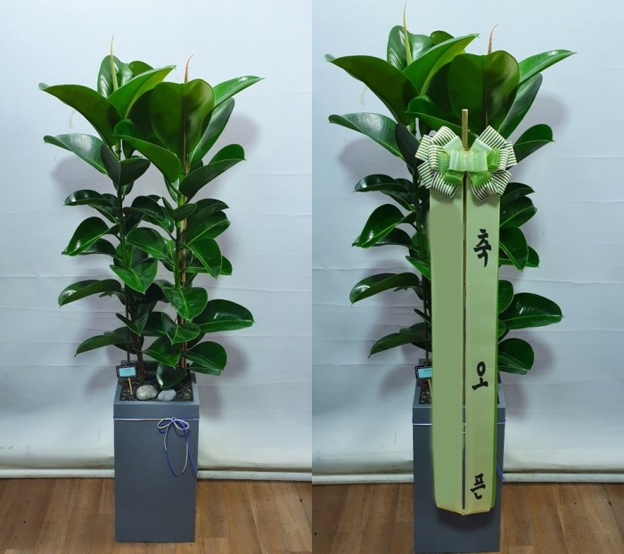 ����ȭ�� ��������