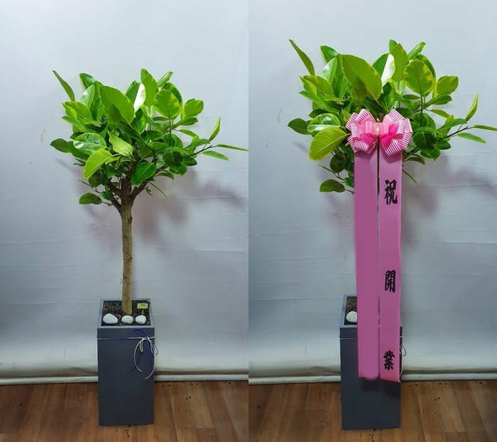 ����ȭ�� �𰥰�������