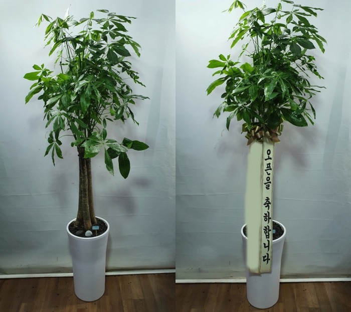 ����ȭ�� ��Ű��