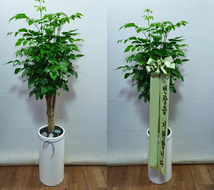 ����ȭ�� �캸��