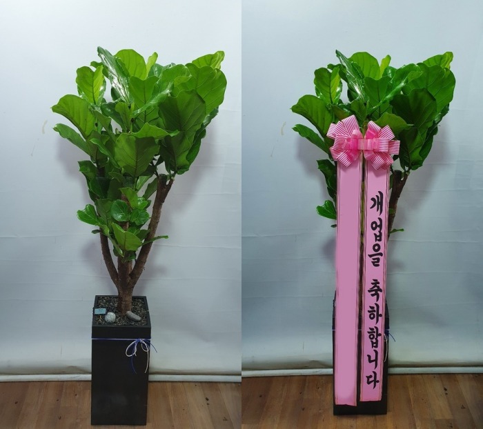 ����ȭ�� ������������