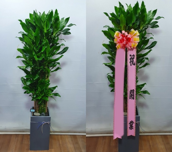 ����ȭ�� Ȳ����