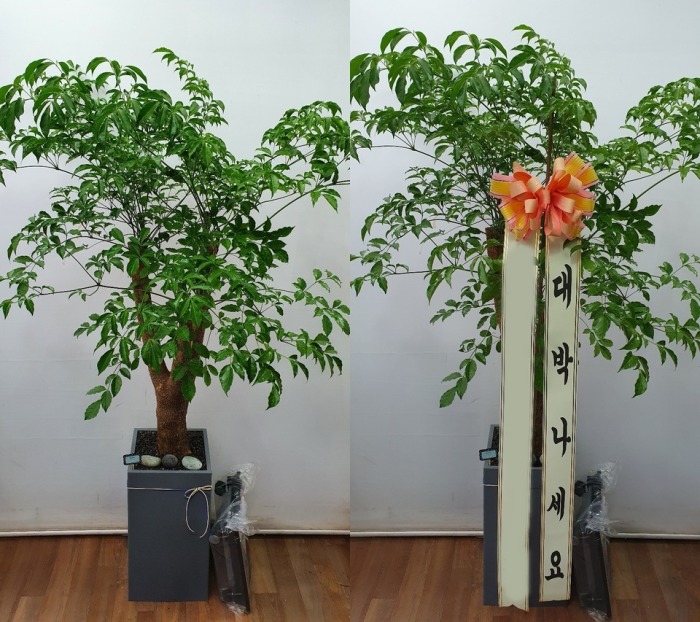 ����ȭ�� ����Ʈ��