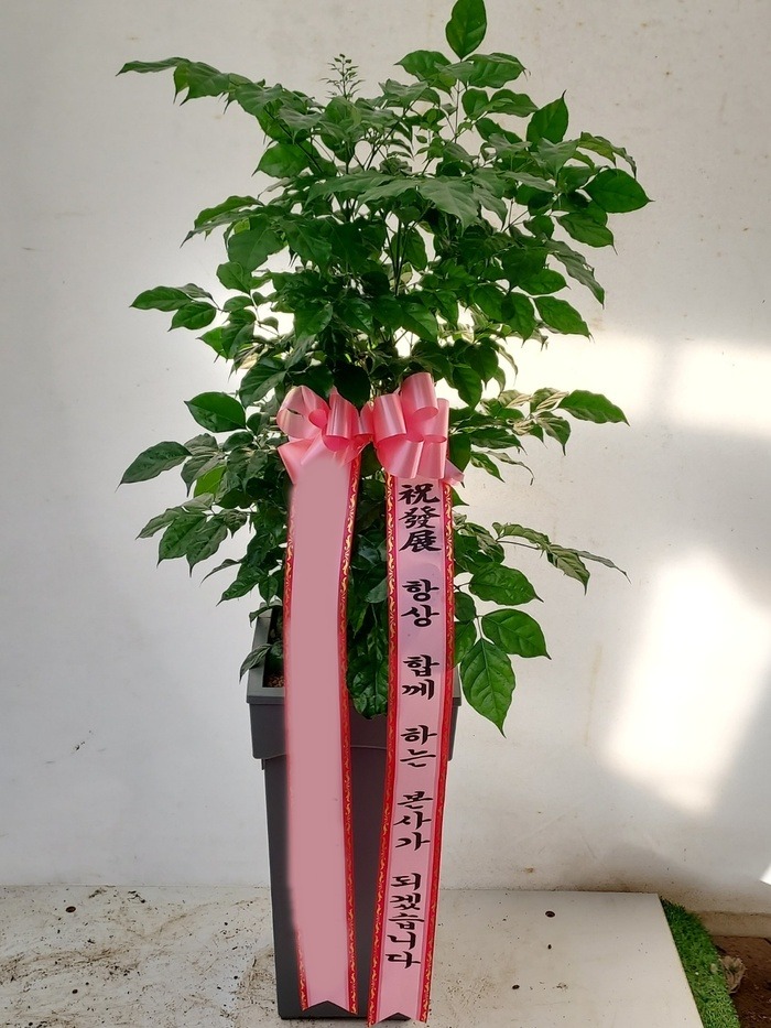 ����ȭ�� �캸��