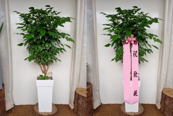 ����ȭ�� �캸��