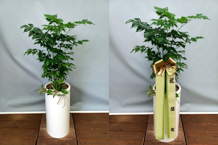 ����ȭ�� �캸��