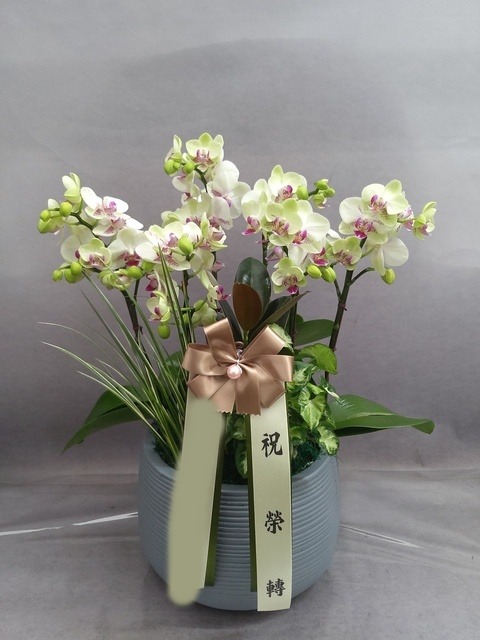 ����� �̴�ȣ��