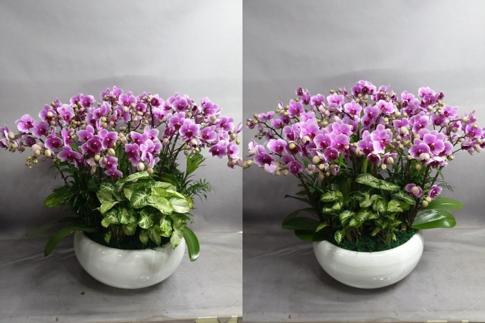 ����� �̴�ȣ��