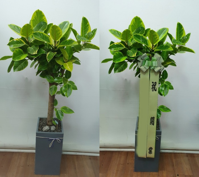 ����ȭ�� �𰥰�������