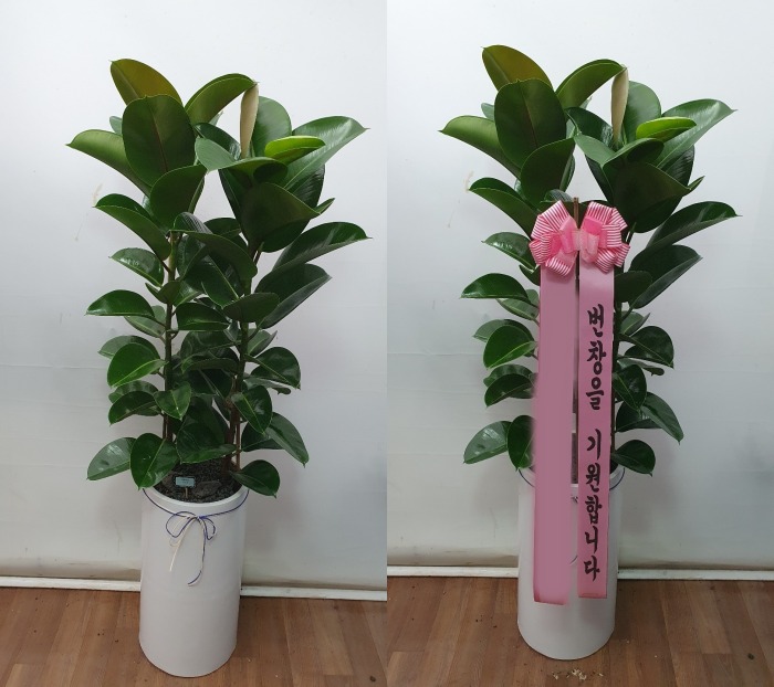 ����ȭ�� ��������