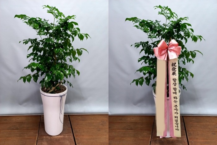 ����ȭ�� �캸��