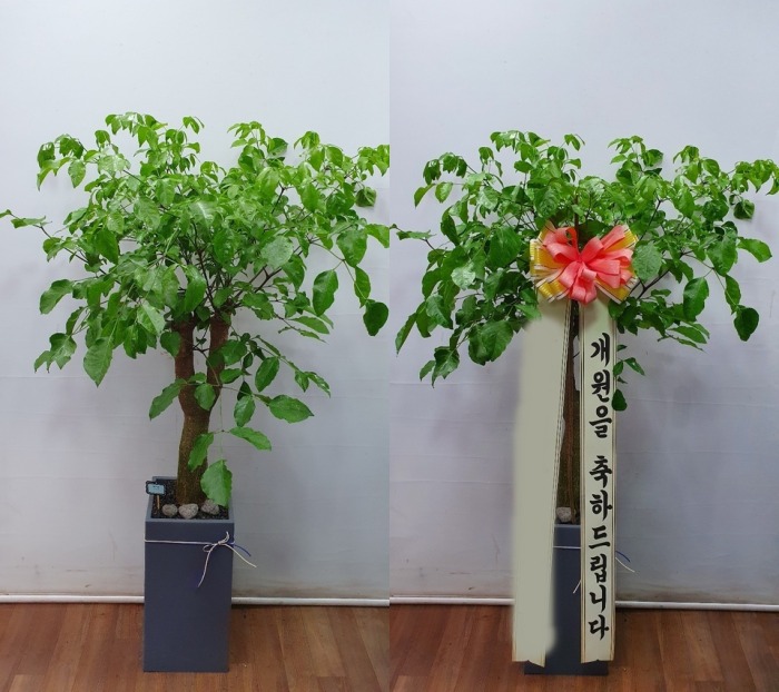 ����ȭ�� ����Ʈ��