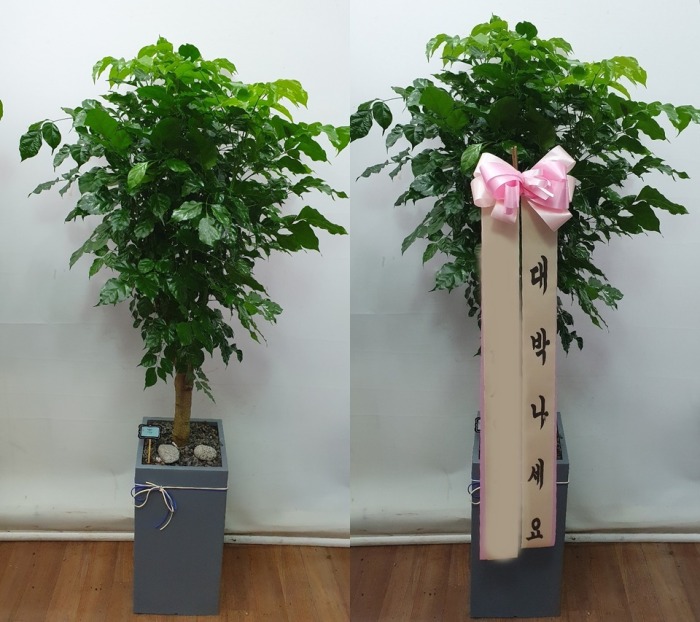 ����ȭ�� �캸��