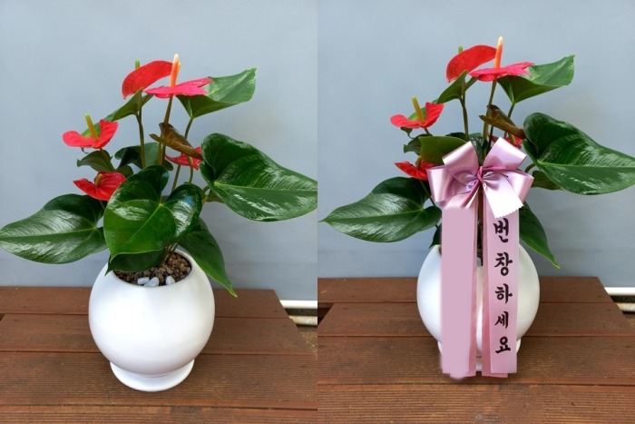 ����ȭ�� �Ƚø���