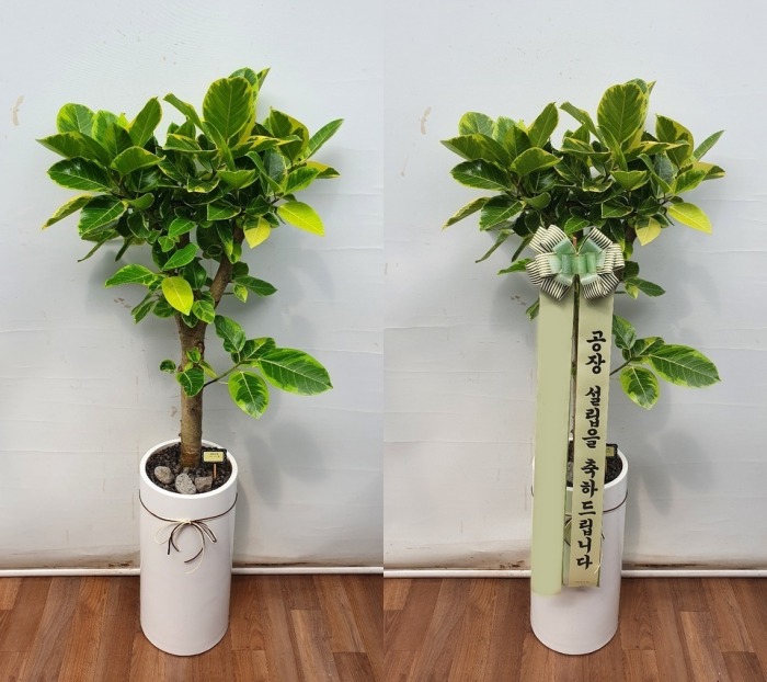 ����ȭ�� �𰥰�������