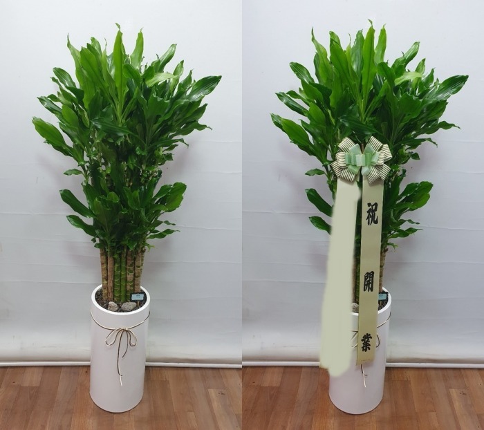 ����ȭ�� Ȳ����