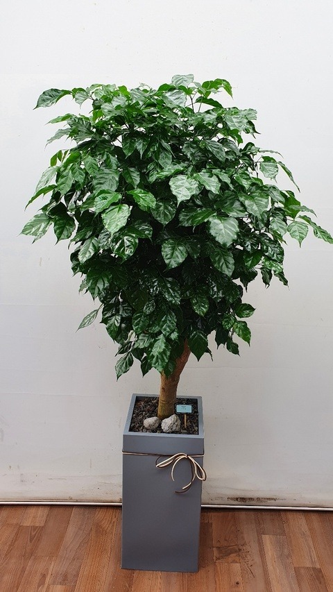 ����ȭ�� �캸��